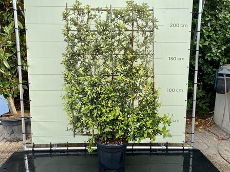 Overig - Quercus Ilex Espalier Leischerm - Hoogte 230 cm - Afmeting 120 x 180 cm - Tropic Trees