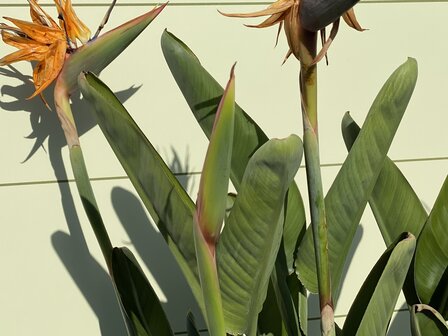 Strelitzia Reginae 150 - 170cm