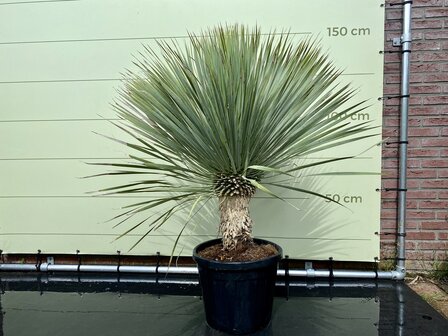 yucca rostrata stam 40-50cm