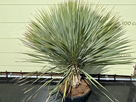 yucca rostrata stam 40-50cm