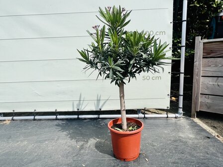 Oleander-op-stam-roze-tropictrees