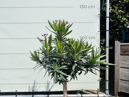 Oleander-op-stam-roze-tropictrees-1