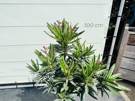 Oleander-op-stam-roze-tropictrees-4