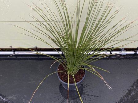 Overig - Mexicaanse Grasboom - Dasylirion Longissumum - Hoogte 80 cm - Tropic Trees 1