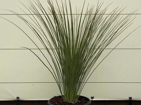 Overig - Mexicaanse Grasboom - Dasylirion Longissumum - Hoogte 80 cm - Tropic Trees 2