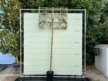 Overig - Quercus Ilex std Espalier - Hoogte 230 cm - Afmeting 90x120 cm - Tropic Trees