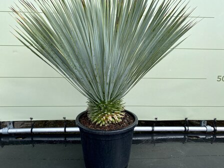 Palmboom - Yucca Rostrata- Stamhoogte 10 20 - Tropic Trees 1