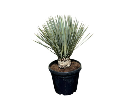 Palmboom - Yucca Rostrata- Stamhoogte 10 20 - Tropic Trees 3