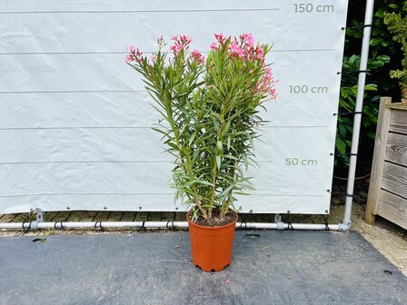 roze Oleander - Nerium Oleander - 120 cm 