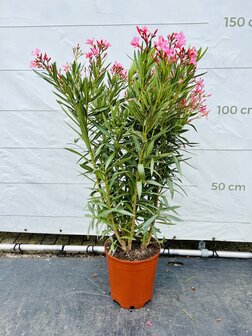 roze Oleander - Nerium Oleander - 120 cm 