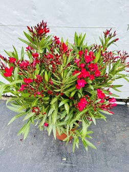 Rode Oleander - Nerium Oleander - 120 cm 