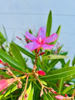 Roze Oleander - Nerium Oleander - 150 cm  2