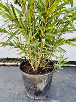 Roze Oleander - Nerium Oleander - 150 cm 4