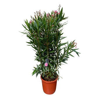 Roze Oleander - Nerium Oleander - 150 cm 