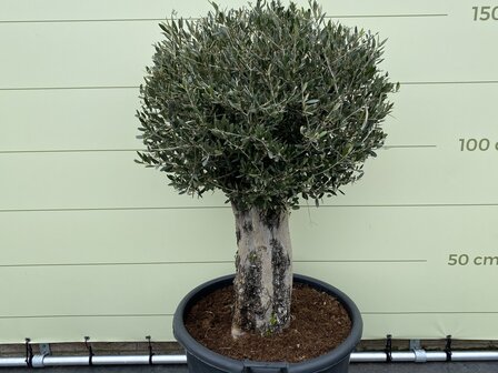 Olijfboom bol op stam - Olea Europea - Stamomvang 50 - 60 cm - Tropic Trees 1