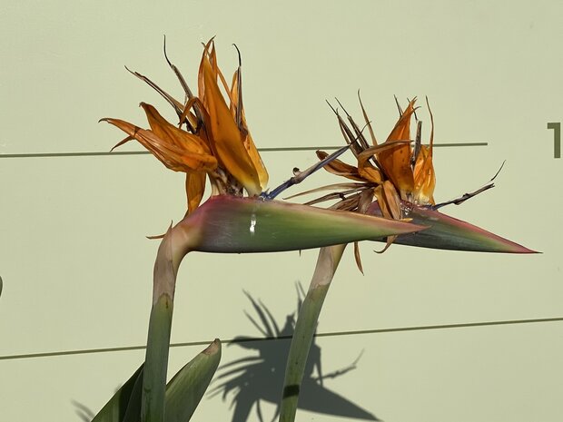 Strelitzia Reginae 150 - 170cmStrelitzia Reginae 150 - 170cm