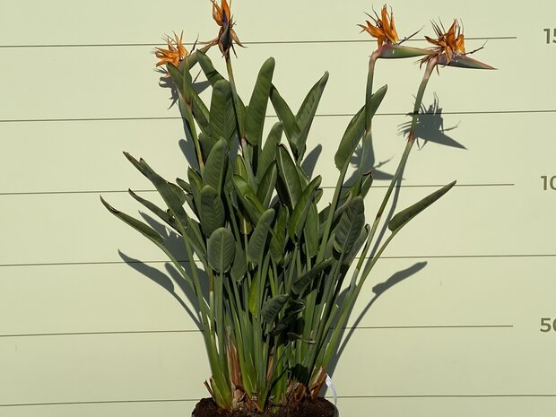 Strelitzia Reginae 150 - 170cm