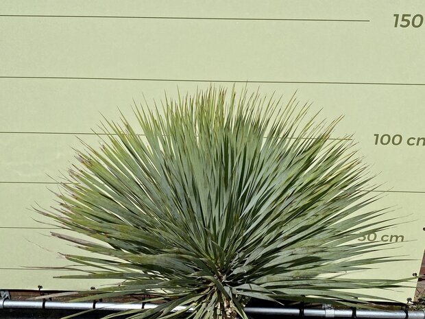 yucca rostrata stam 40-50cm