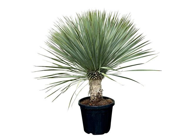 yucca rostrata stam 40-50cm