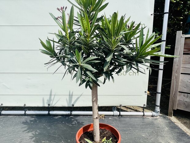 Oleander-op-stam-roze-tropictrees-2