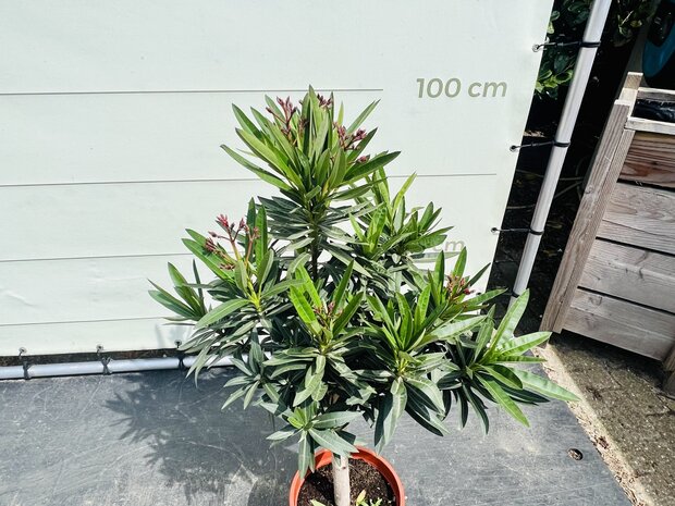 Oleander-op-stam-roze-tropictrees-5