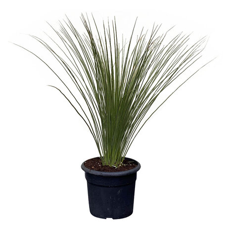 Overig - Mexicaanse Grasboom - Dasylirion Longissumum - Hoogte 80 cm - Tropic Trees 3