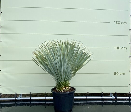 Palmboom - Yucca Rostrata- Stamhoogte 10 20 - Tropic Trees