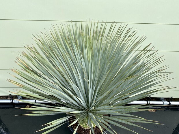 Palmboom - Yucca Rostrata- Stamhoogte 10 20 - Tropic Trees 2