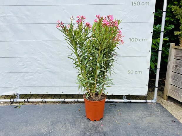 roze Oleander - Nerium Oleander - 120 cm 