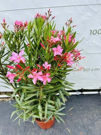 roze Oleander - Nerium Oleander - 120 cm 