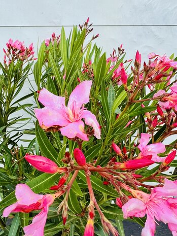 roze Oleander - Nerium Oleander - 120 cm 