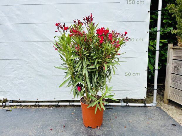 Rode Oleander - Nerium Oleander - 120 cm 