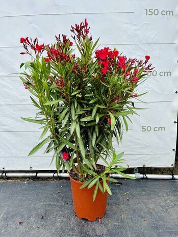 Rode Oleander - Nerium Oleander - 120 cm 