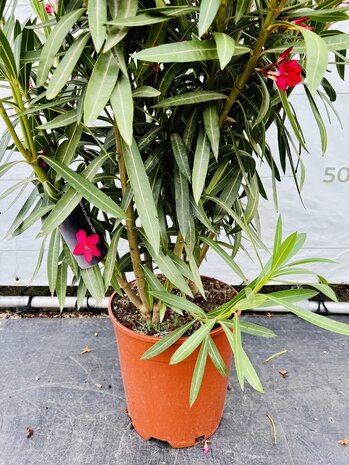 Rode Oleander - Nerium Oleander - 120 cm 