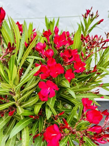 Rode Oleander - Nerium Oleander - 120 cm 