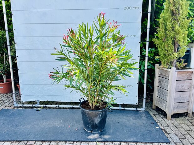 Roze Oleander - Nerium Oleander - 150 cm 