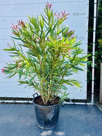 Roze Oleander - Nerium Oleander - 150 cm  1