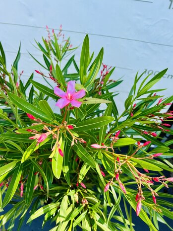 Roze Oleander - Nerium Oleander - 150 cm 3