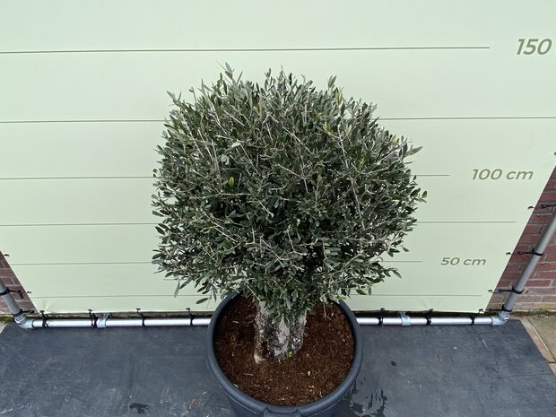 Olijfboom bol op stam - Olea Europea - Stamomvang 50 - 60 cm - Tropic Trees 2