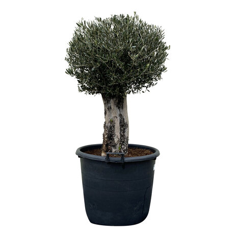 Olijfboom bol op stam - Olea Europea - Stamomvang 50 - 60 cm - Tropic Trees 3